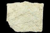 Archimedes Screw Bryozoan Fossil - Alabama #178207-1
